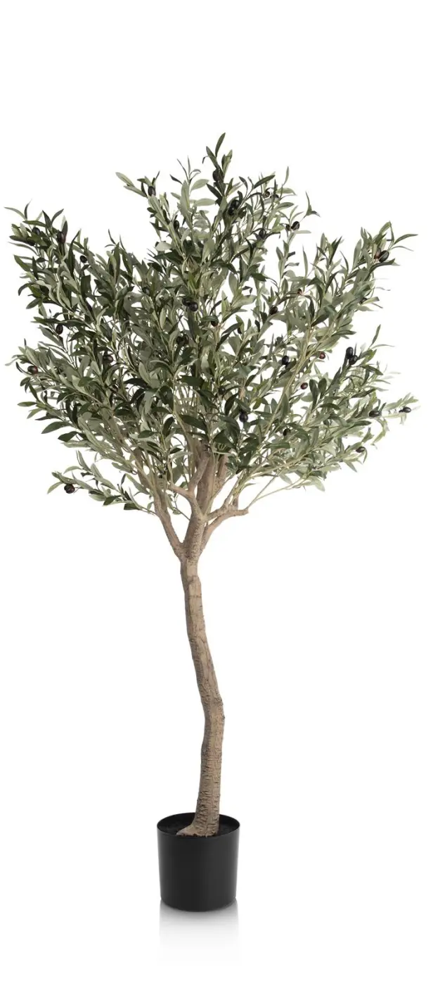 Olivenbaum H180 cm