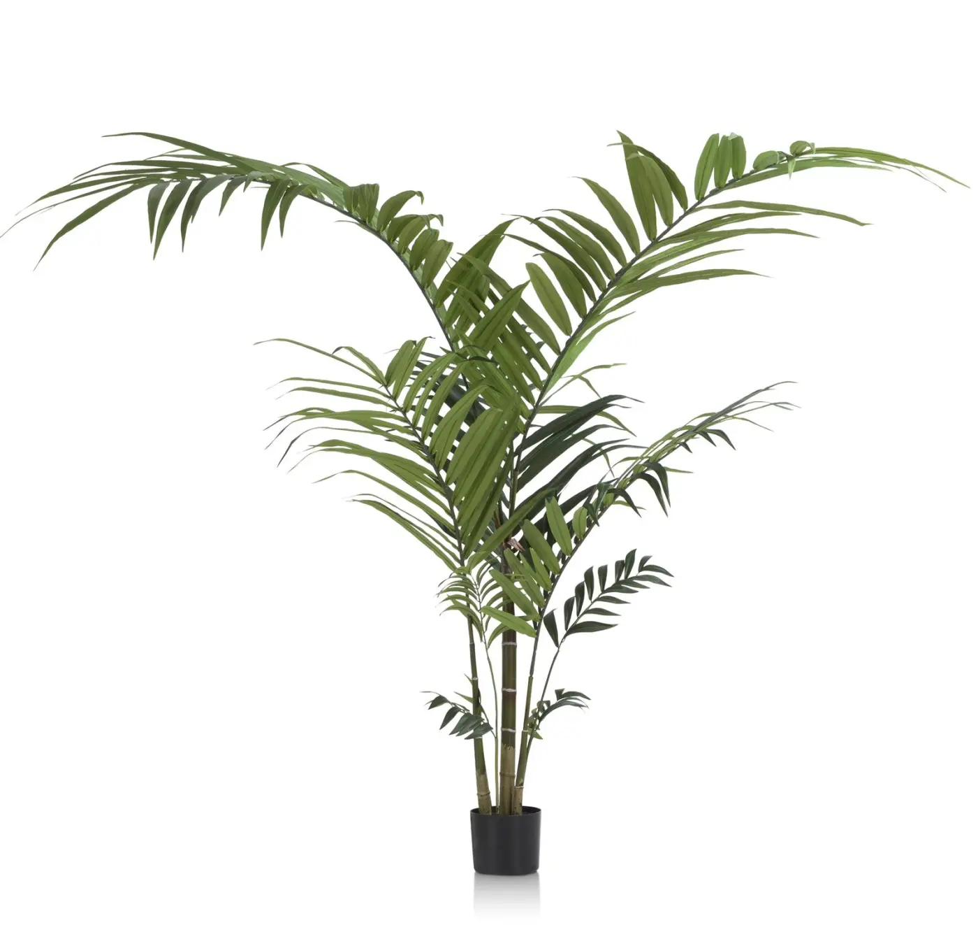 Kentia Pflanze H210 cm