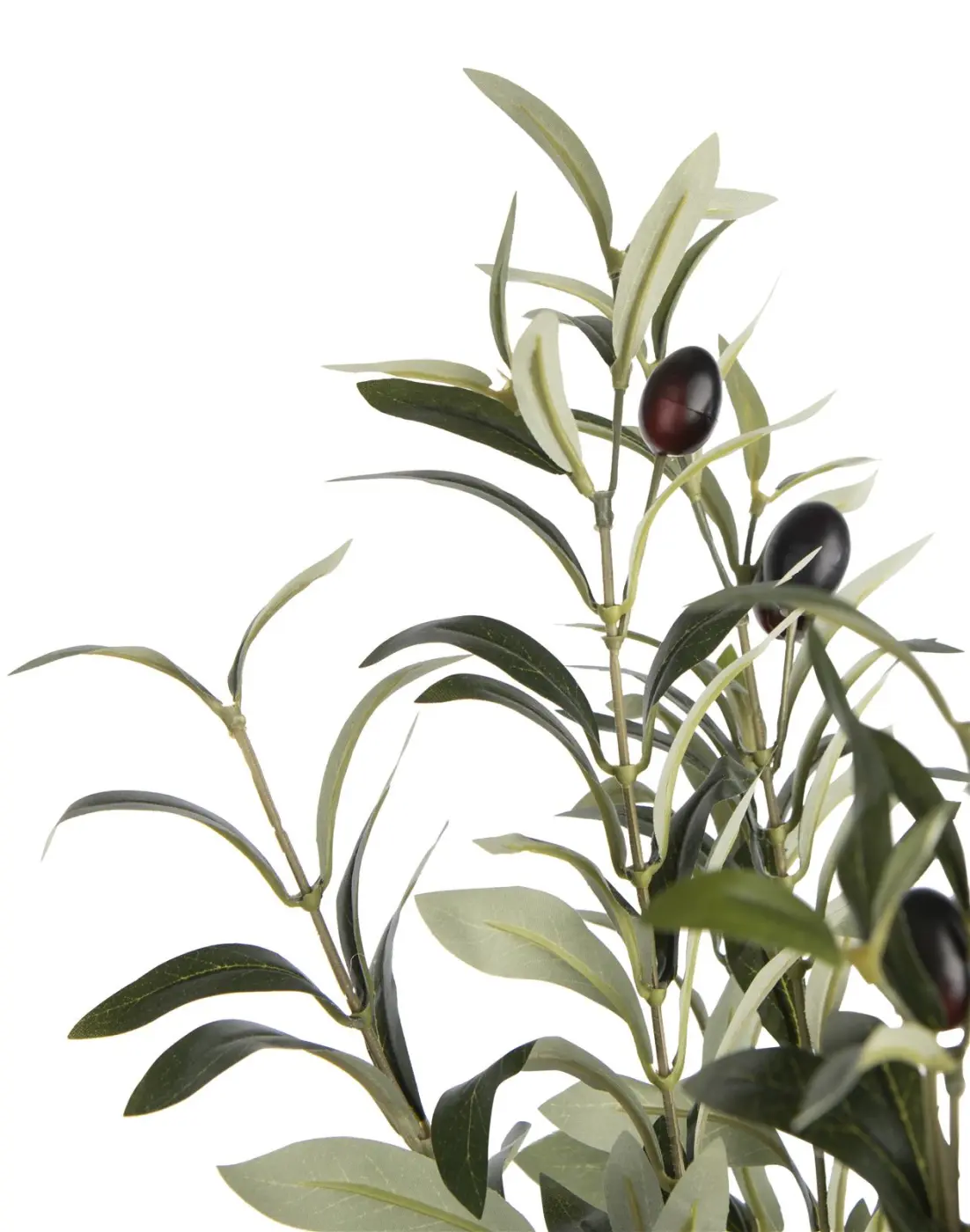 Olivenbaum H180 cm