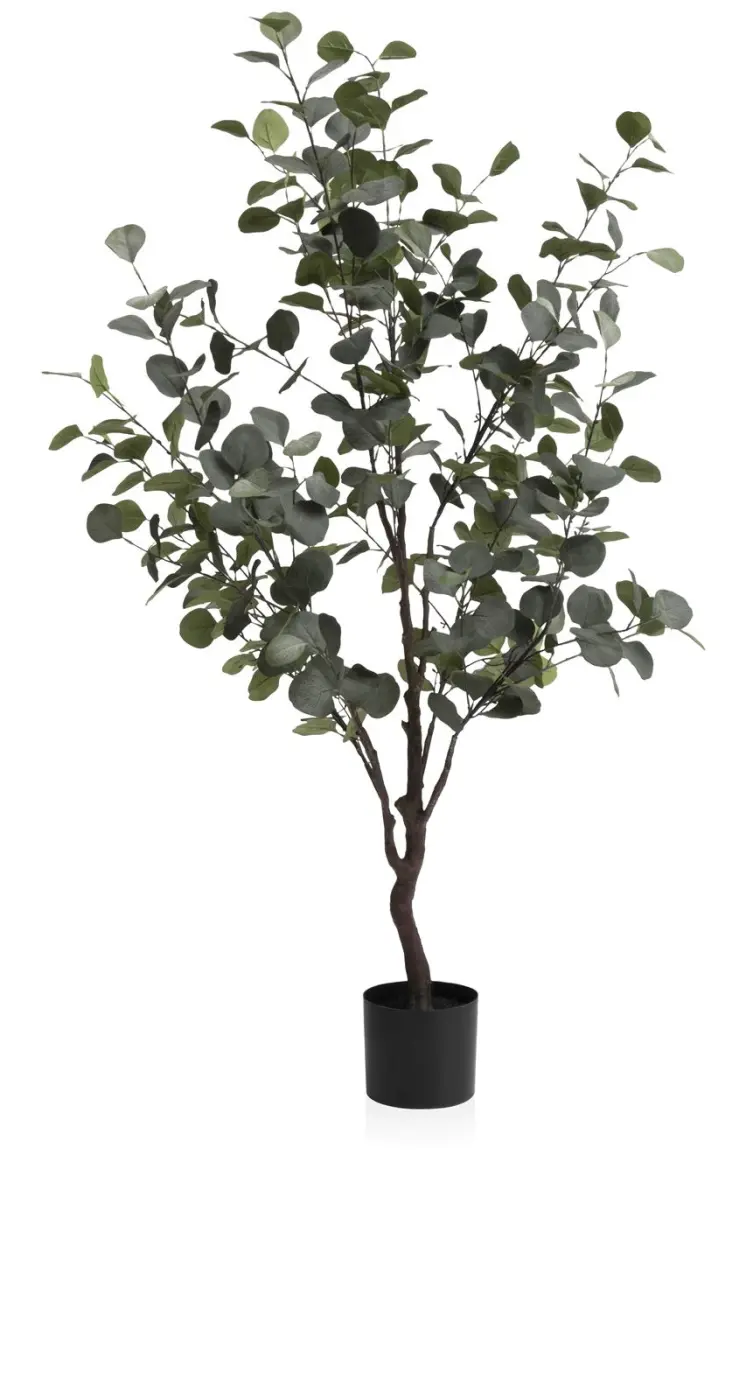 Eucalyptus Baum ca. 140 cm