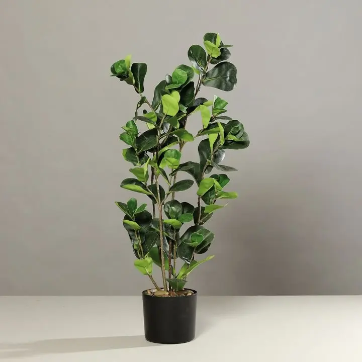 Geigenfeige 99cm