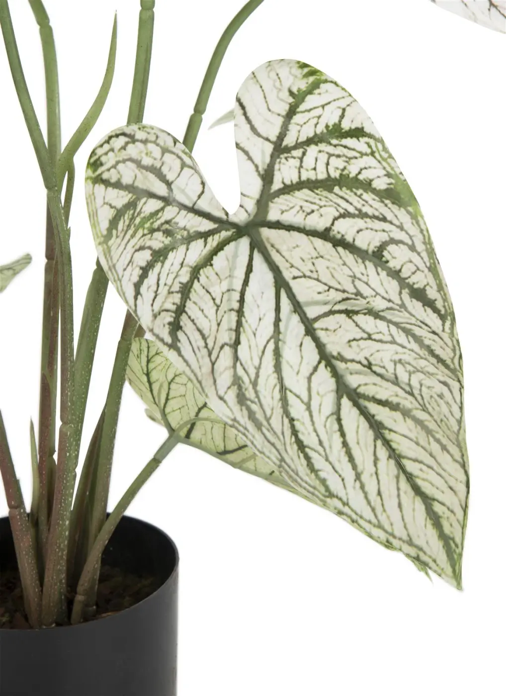 Caladium Pflanze 60 cm