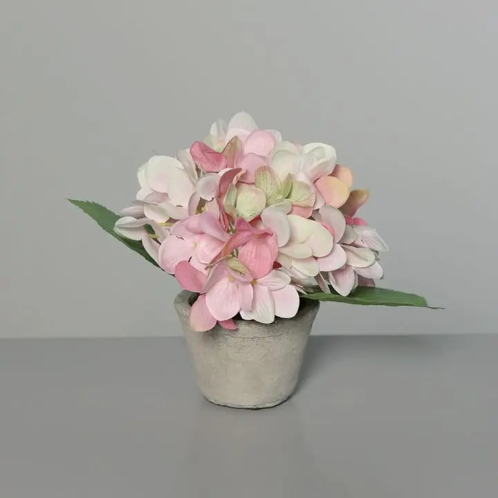 Hortensie im Betontopf 16cm