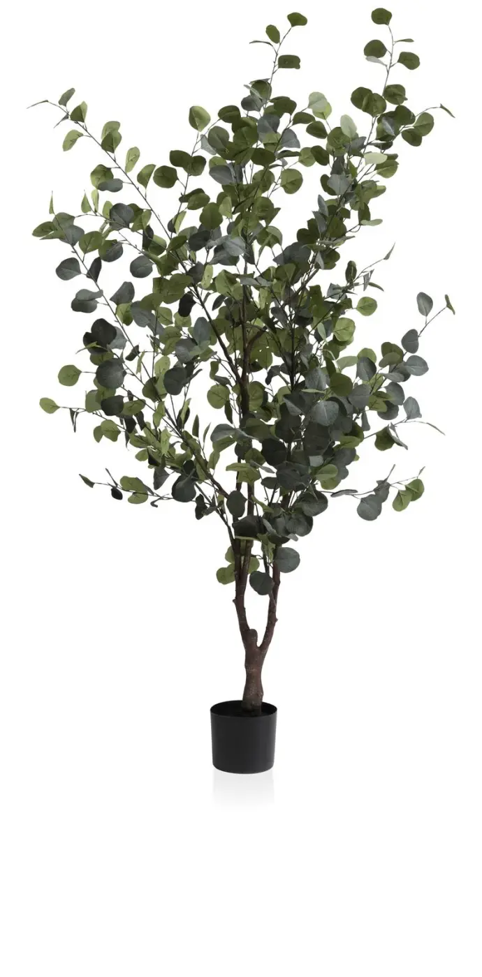 Eucalyptus Baum ca. 180 cm