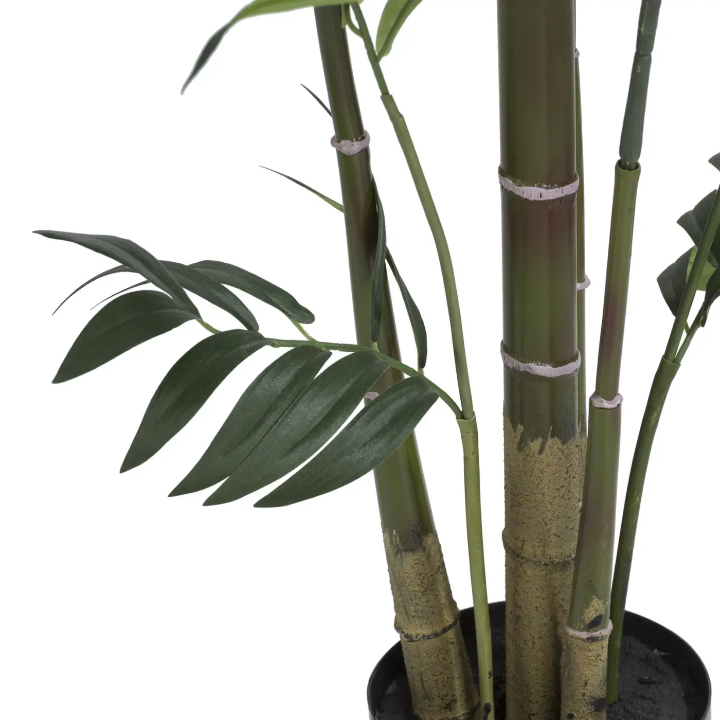 Kentia Pflanze H210 cm