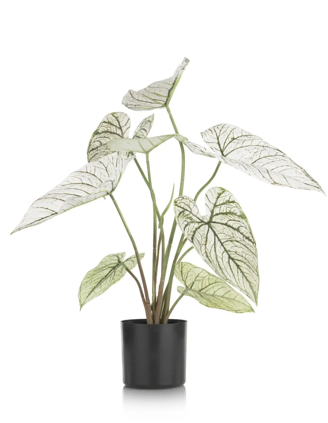 Caladium Pflanze 60 cm