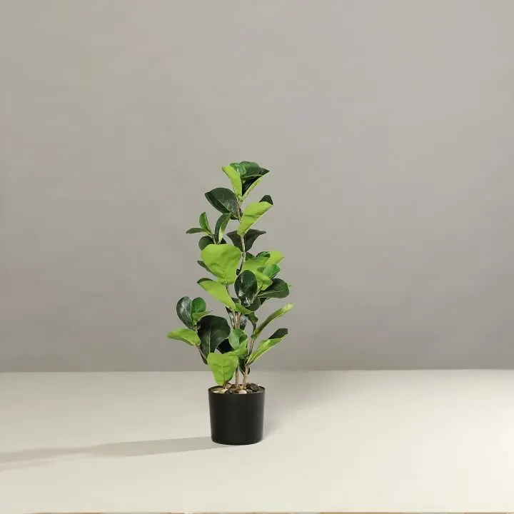 Geigenfeige 60cm